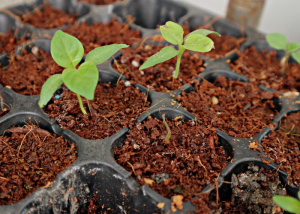 Premium High Quality Growing Medium for Plants