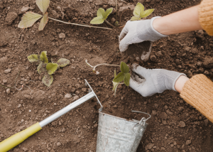 The Grower’s Choice - Coco Coir for Planting by Kaya Coir