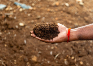 The Hidden Power of Coconut Fiber for Healthier Ecosystems
