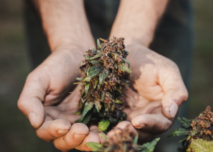 Why Professional Cannabis Growers Are Switching to Kaya Coir