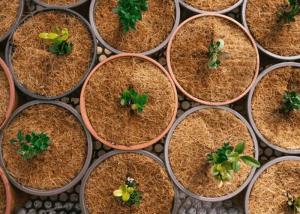 Coco Coir Cannabis Substrate