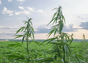 coconut coir for planting