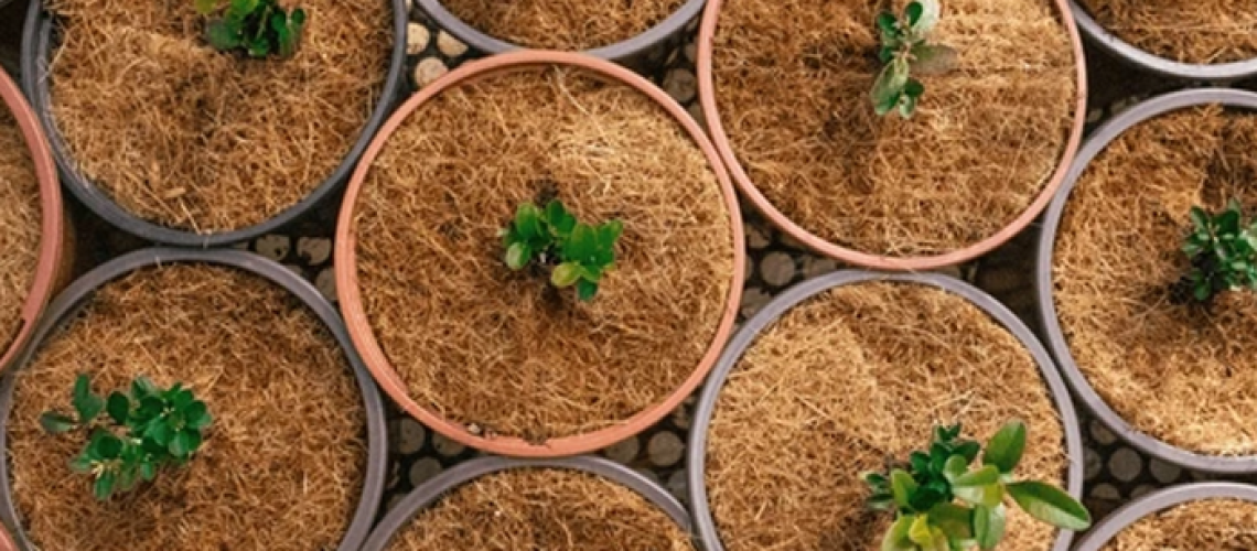 Coco Coir Cannabis Substrate