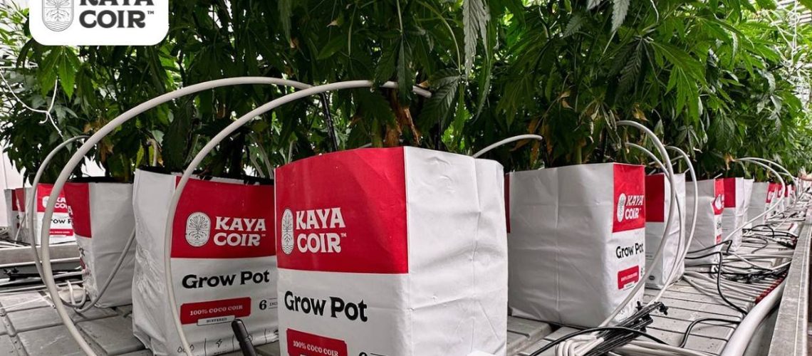 Coir growing media for cannabis cultivation