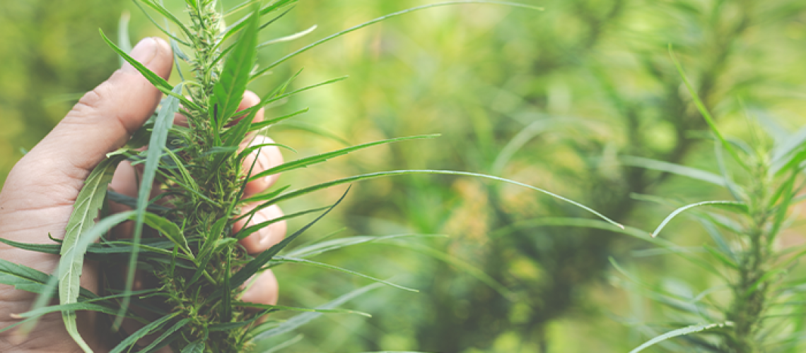 Discover Kaya Coir’s Cannabis-Optimized Coco Substrate for Modern Cultivators