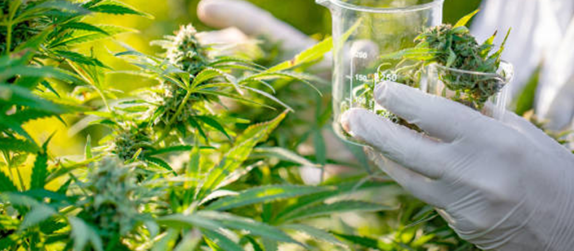 Maximize Cannabis Health and Yield with Kaya Coir