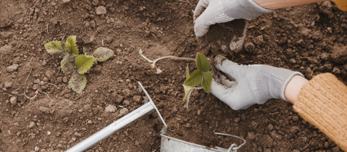 The Grower’s Choice - Coco Coir for Planting by Kaya Coir