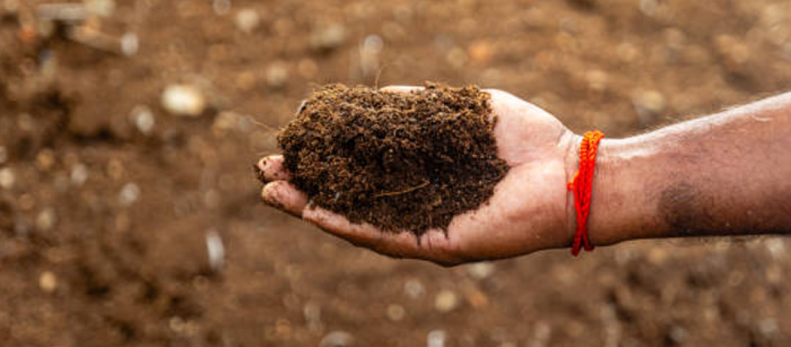 The Hidden Power of Coconut Fiber for Healthier Ecosystems