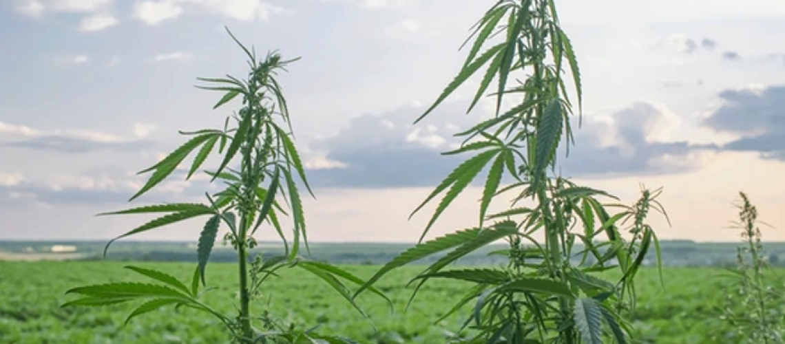 coconut coir for planting