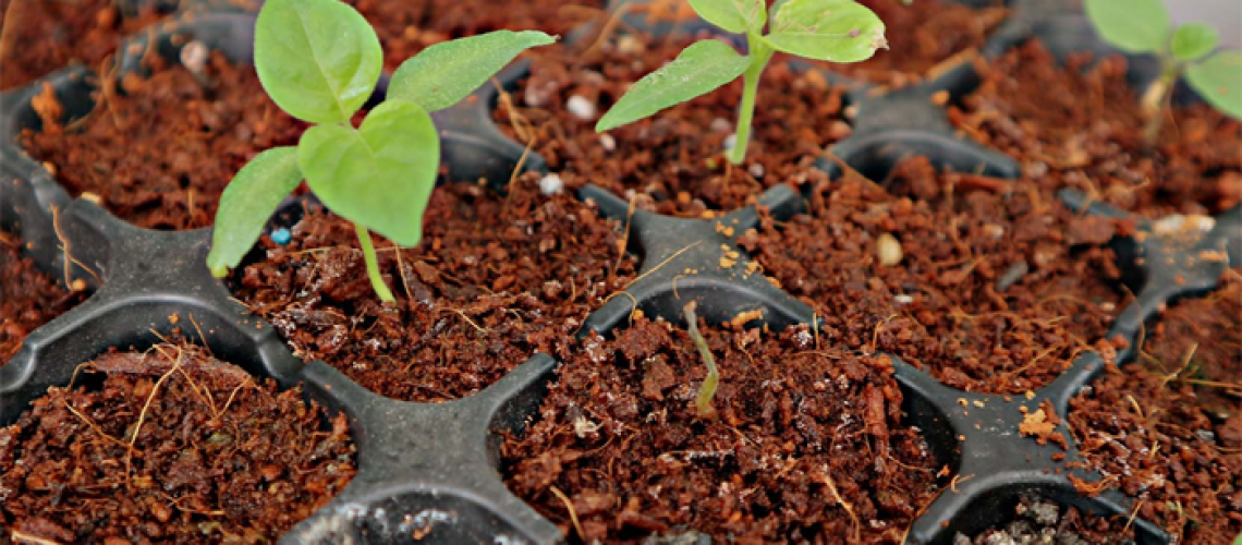 sustainable gardening solutions